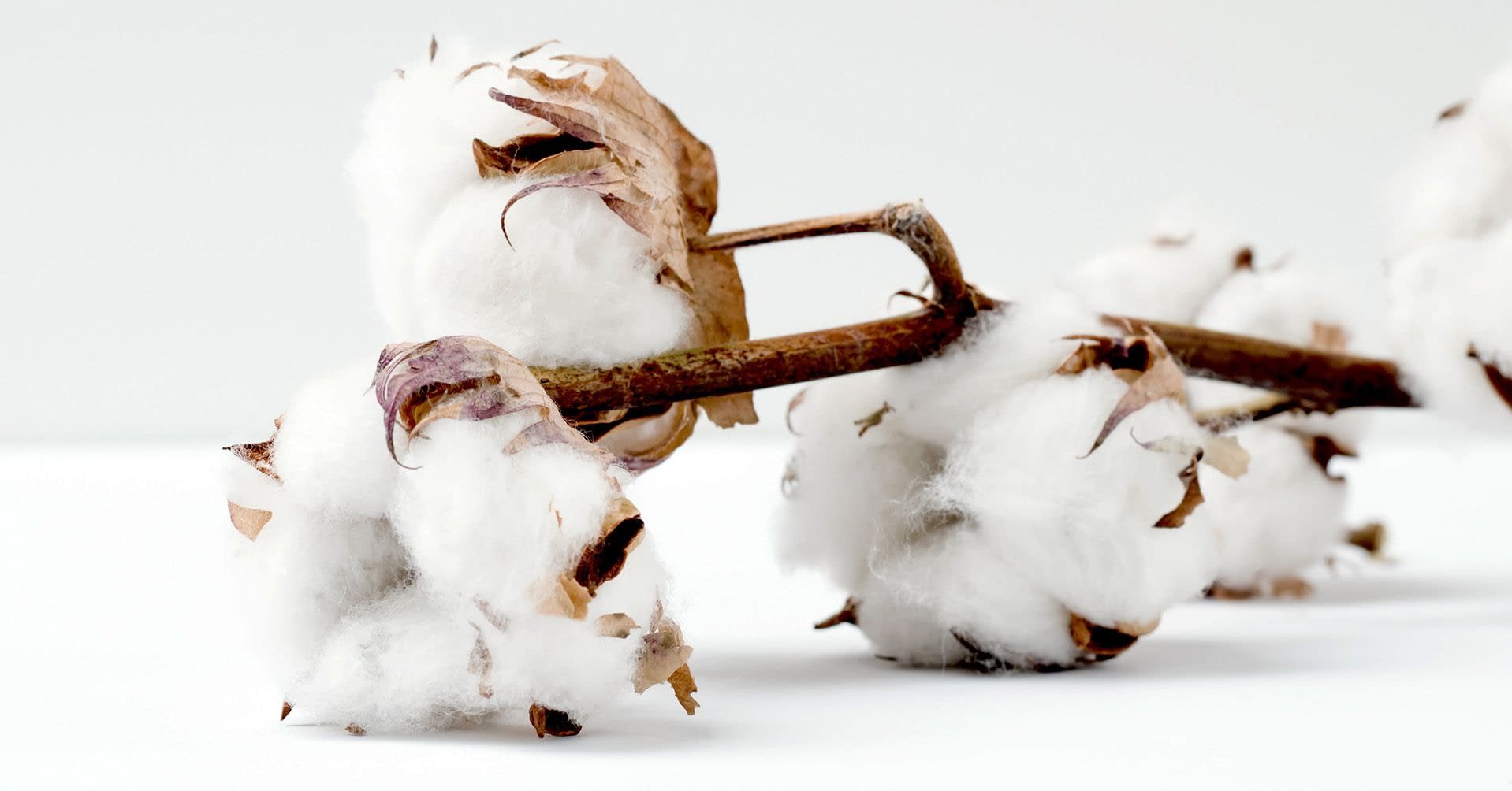 planta de algodón telas Bogotá